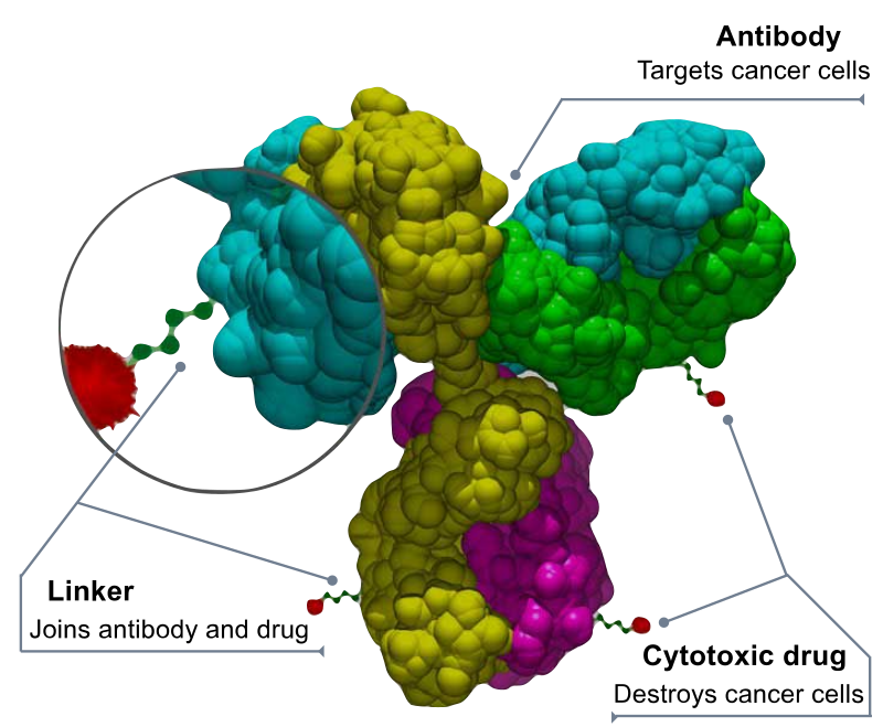 Merck Collaborates With Mersana Developing Novel Immunostimulatory ...